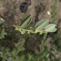 Synostemon bacciformis (L.) G.L.Webster